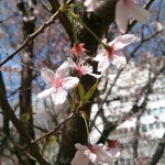 熊本の桜