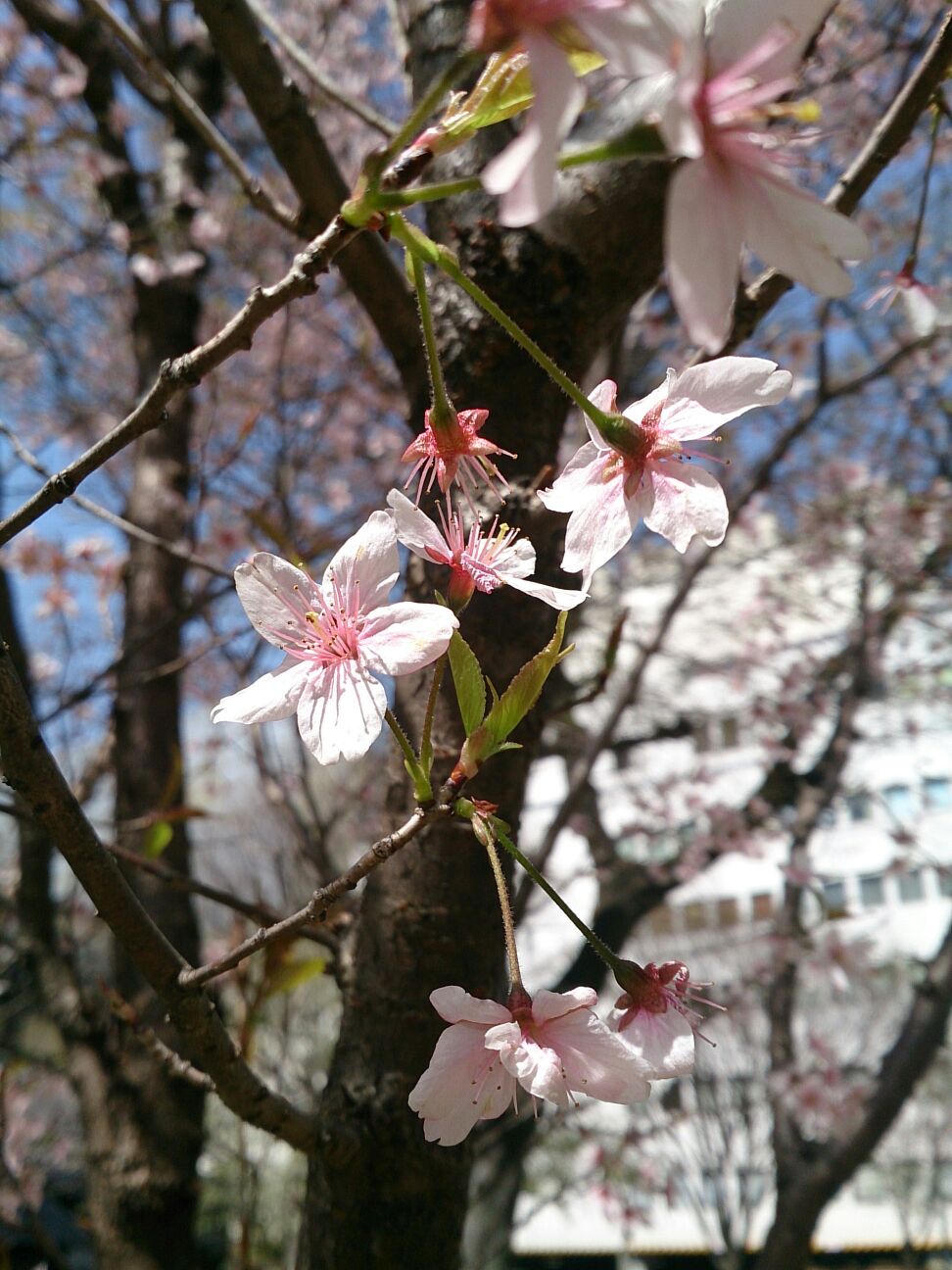 熊本の桜