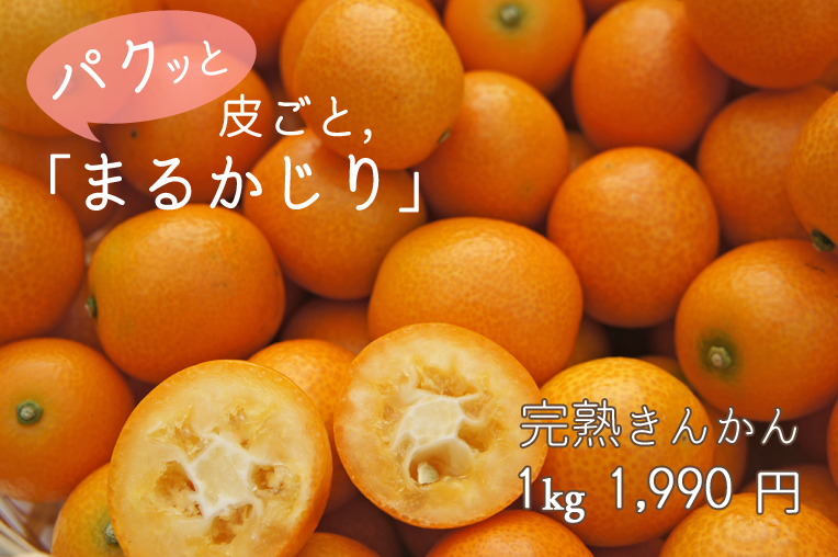 完熟きんかん 1kg 果物 熊本絶品フルーツ