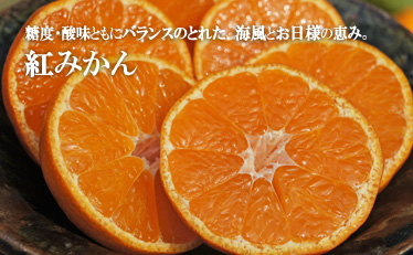 紅みかん