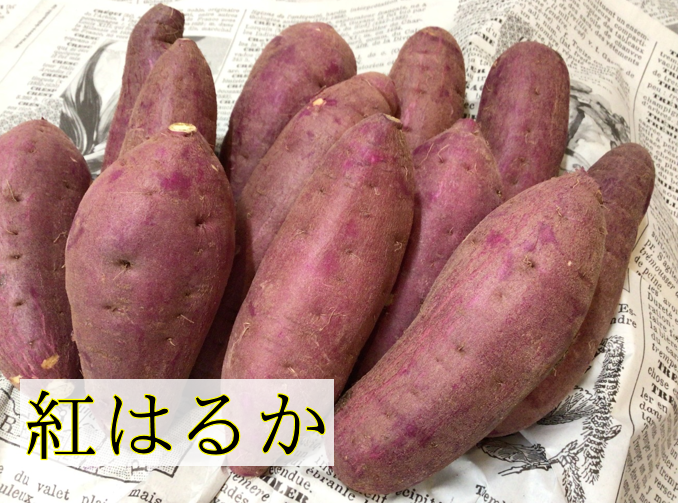 紅はるか５kg 