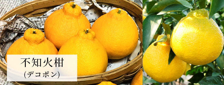 葉付き不知火柑