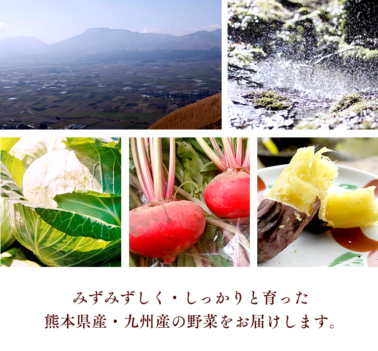 みずみずしく・しっかりと育った熊本県産・九州産の野菜をお届けします。