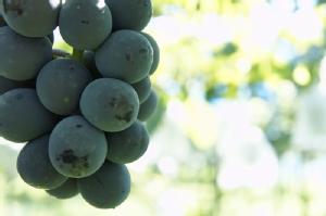 【佐々木農園のぶどうジュース】葡萄のまんま
