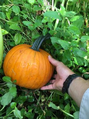 ハロウィンかぼちゃ　2Lサイズ（直径23ｃｍ位）