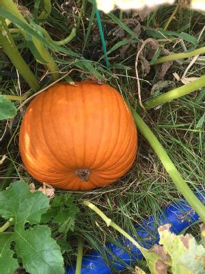ハロウィンかぼちゃ　2Lサイズ（直径23ｃｍ位）